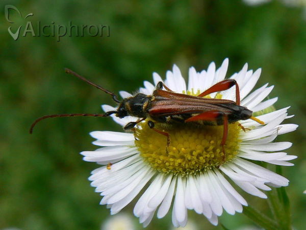 Stenopterus rufus