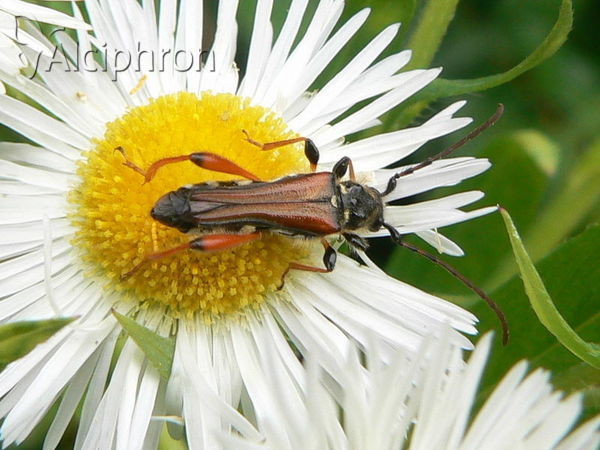 Stenopterus rufus