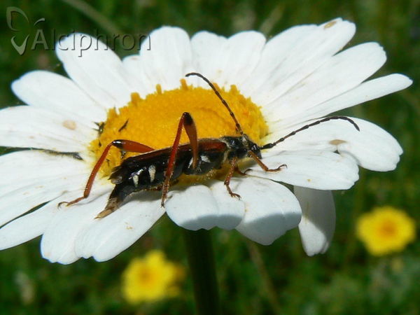 Stenopterus rufus