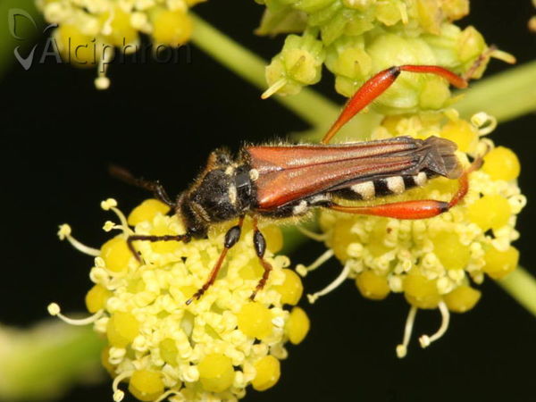 Stenopterus rufus