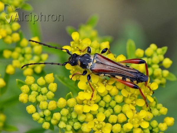 Stenopterus rufus
