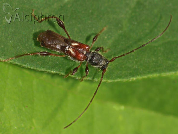 Molorchus minor