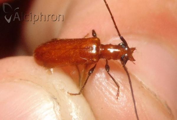 Obrium cantharinum
