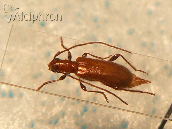 Obrium cantharinum