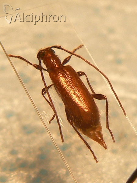 Obrium cantharinum