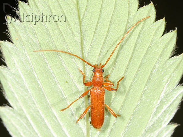Axinopalpis gracilis