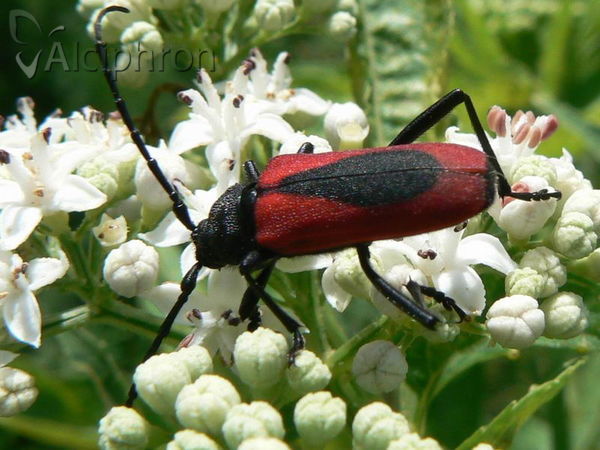 Purpuricenus kaehleri