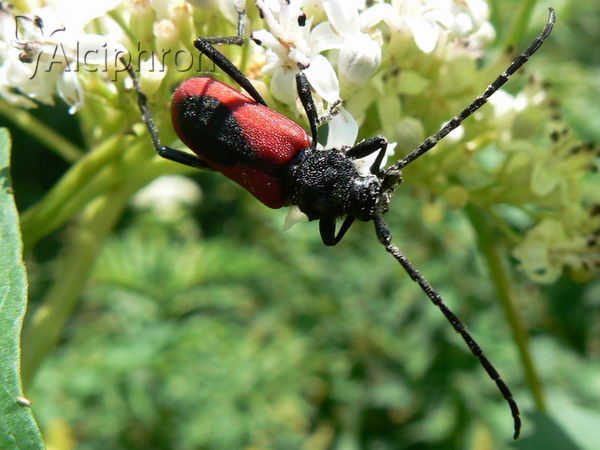Purpuricenus kaehleri