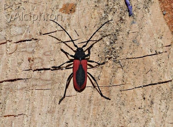 Purpuricenus kaehleri