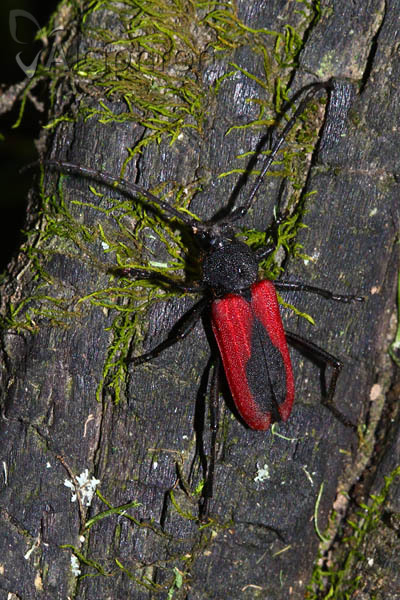 Purpuricenus kaehleri