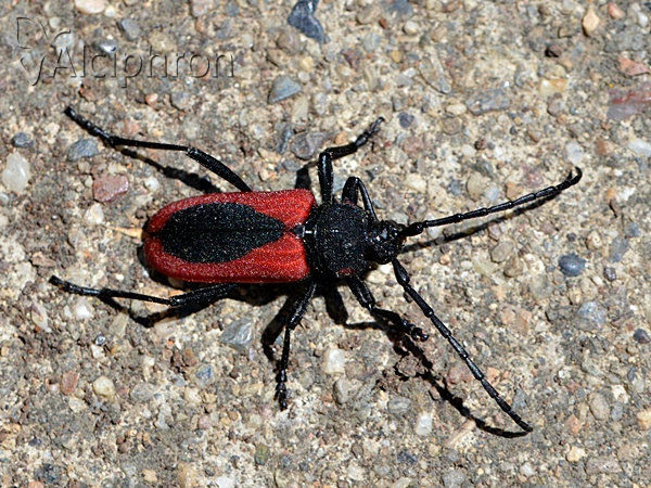 Purpuricenus kaehleri