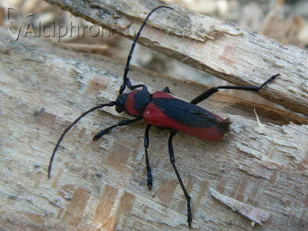 Purpuricenus globulicollis