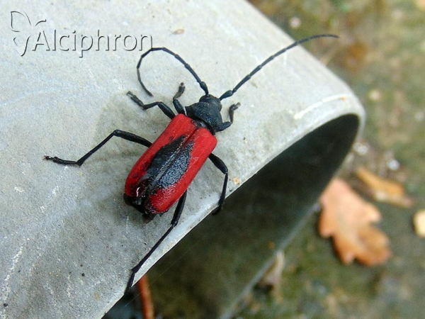 Purpuricenus globulicollis