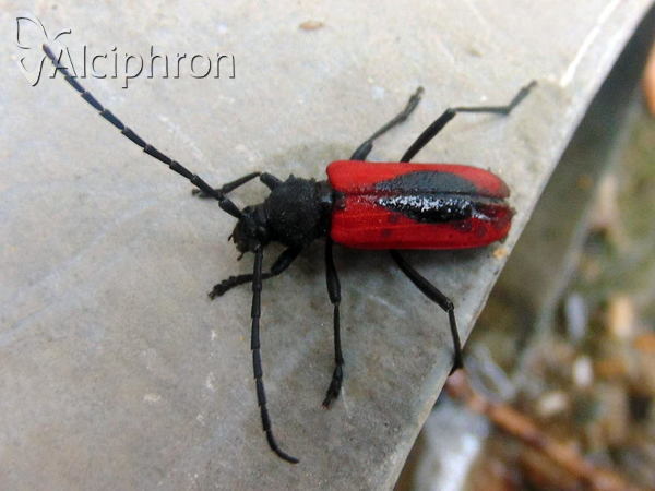 Purpuricenus globulicollis