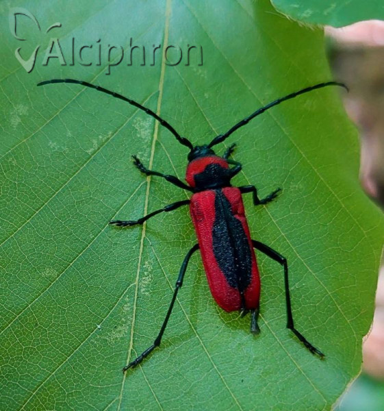 Purpuricenus globulicollis