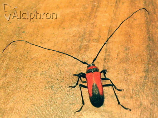 Purpuricenus budensis