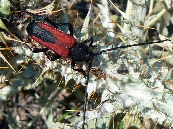 Purpuricenus budensis