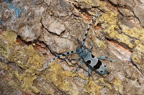 Rosalia alpina