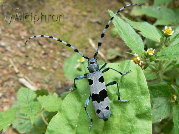 Rosalia alpina