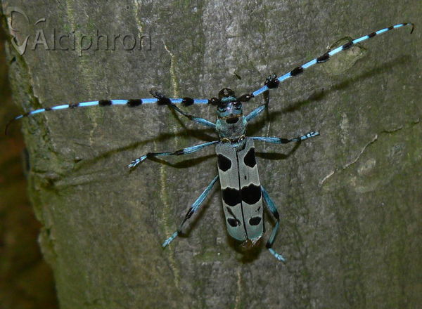 Rosalia alpina