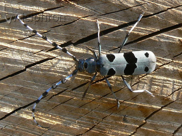 Rosalia alpina