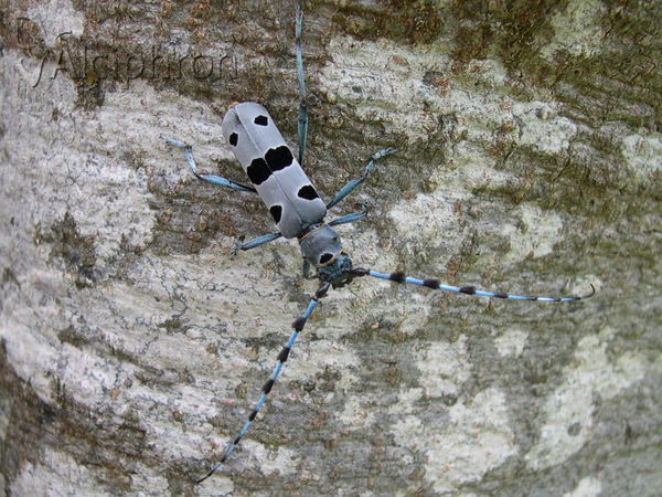 Rosalia alpina