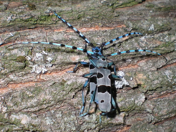 Rosalia alpina