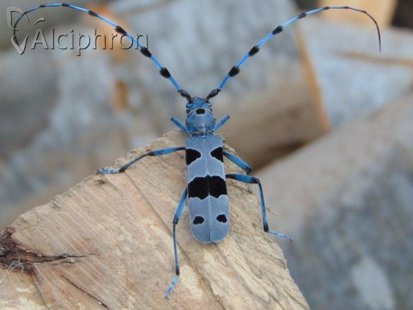 Rosalia alpina