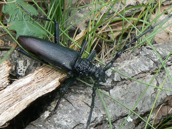 Cerambyx cerdo