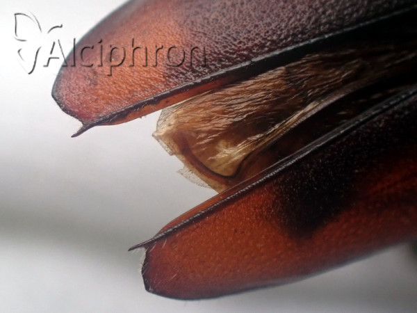 Cerambyx cerdo