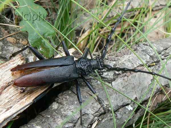 Cerambyx cerdo