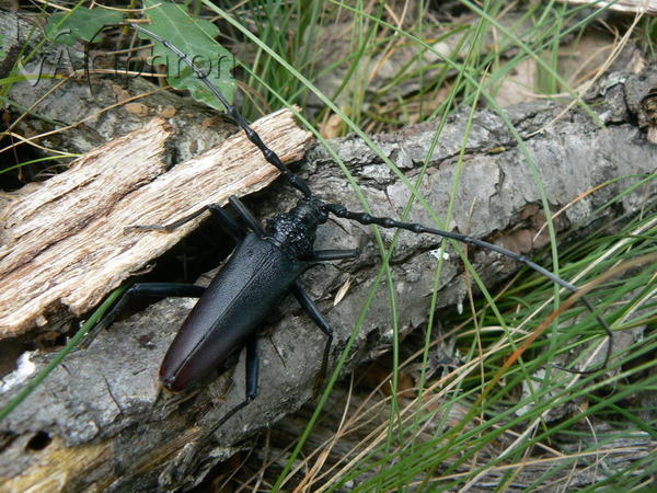 Cerambyx cerdo