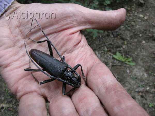 Cerambyx cerdo