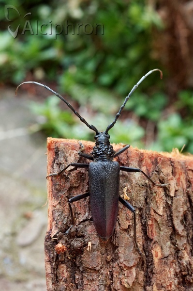 Cerambyx cerdo
