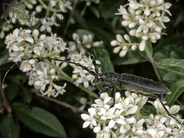 Cerambyx nodulosus