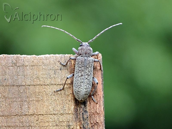 Trichoferus holosericeus