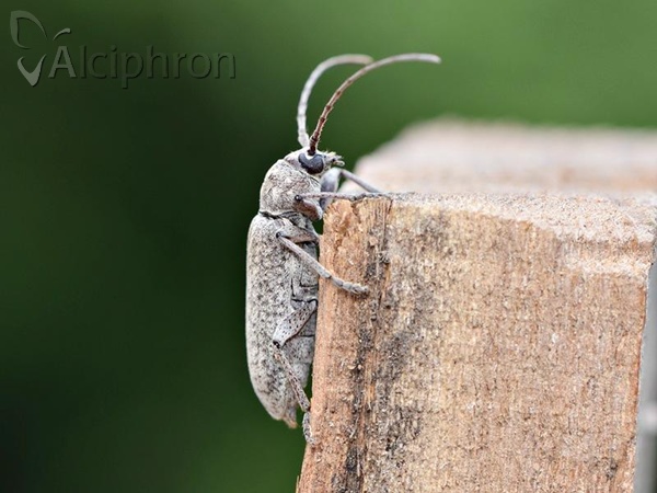 Trichoferus holosericeus