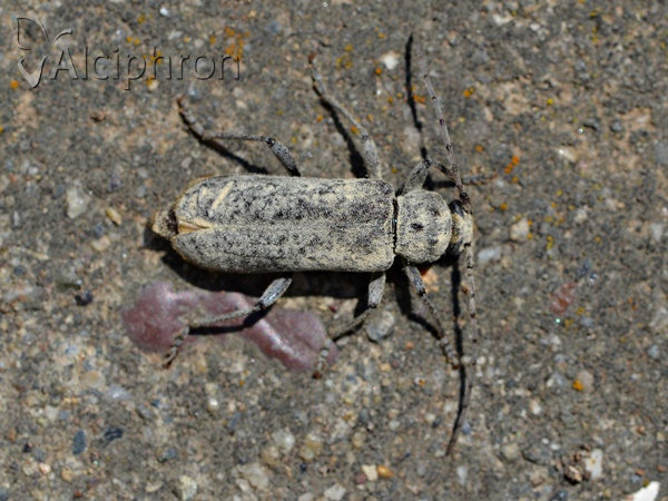 Trichoferus holosericeus