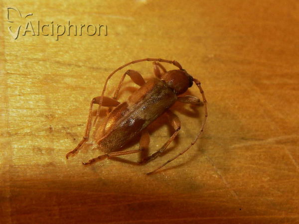 Trichoferus pallidus