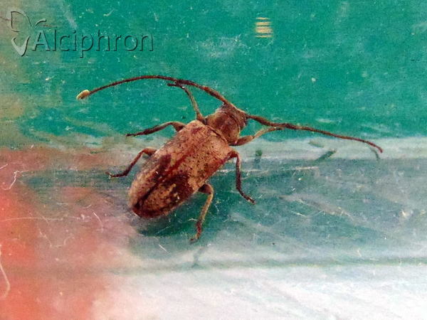 Trichoferus pallidus