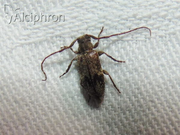 Trichoferus pallidus