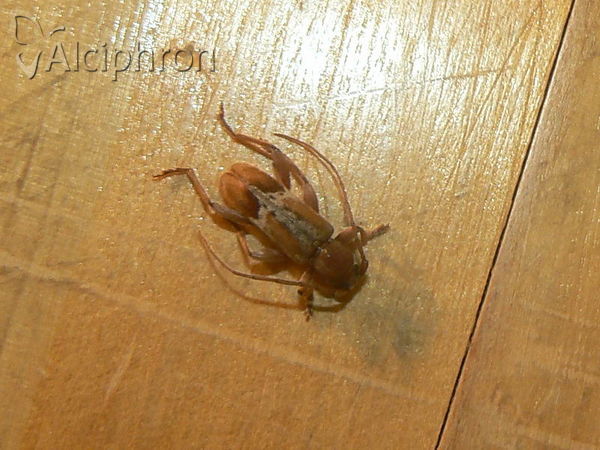 Trichoferus pallidus