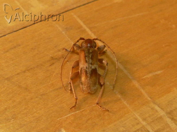 Trichoferus pallidus