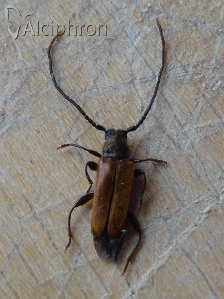 Anisarthron barbipes