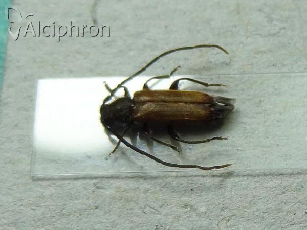 Anisarthron barbipes