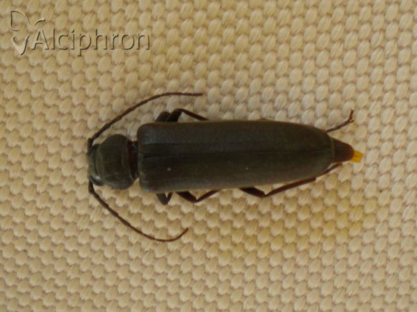 Arhopalus rusticus