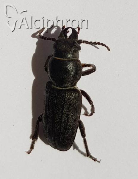 Spondylis buprestoides