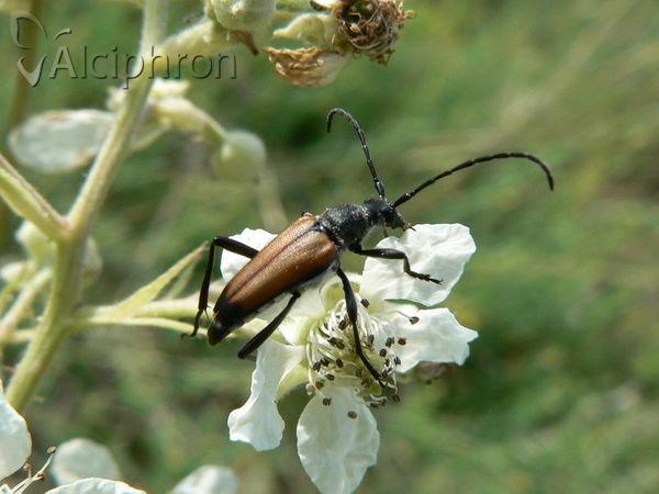 Stenurella bifasciata