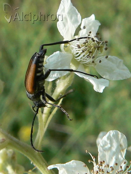 Stenurella bifasciata