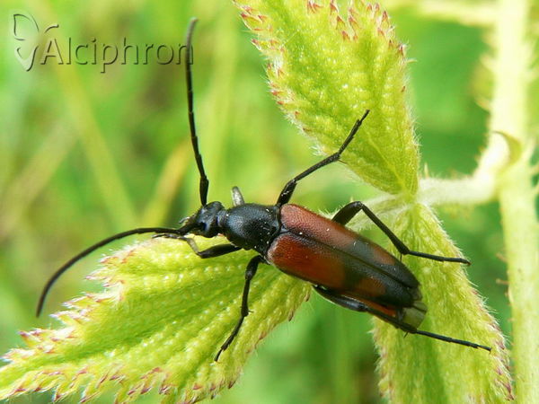 Stenurella bifasciata